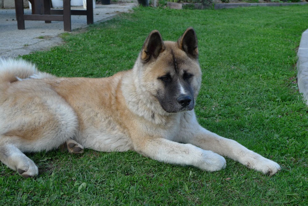 americka akita inu