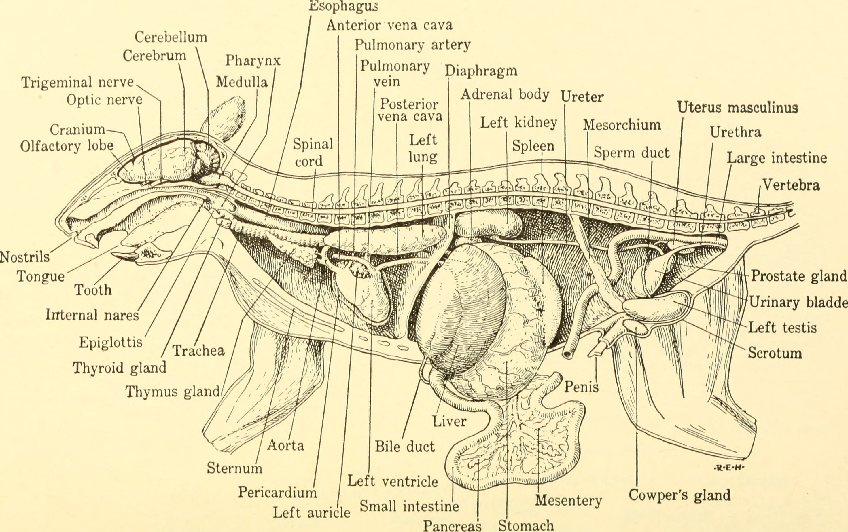File:Animal biology (1938) (18009082060).jpg - Wikimedia Commons