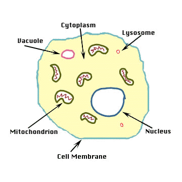 File:Animal cell  - Wikibooks, open books for an open world