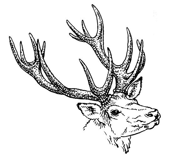 File:Antlers (PSF).png