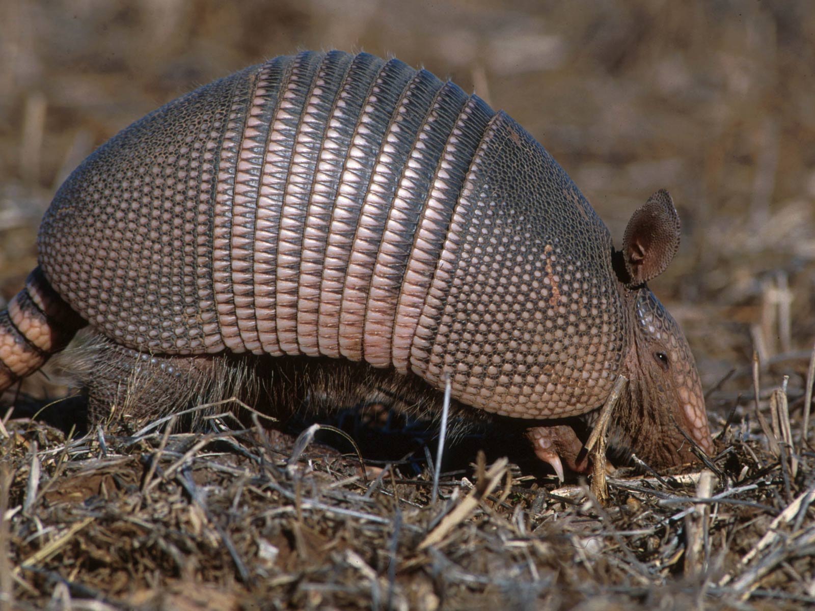 Julian the Armadillo, Wiki