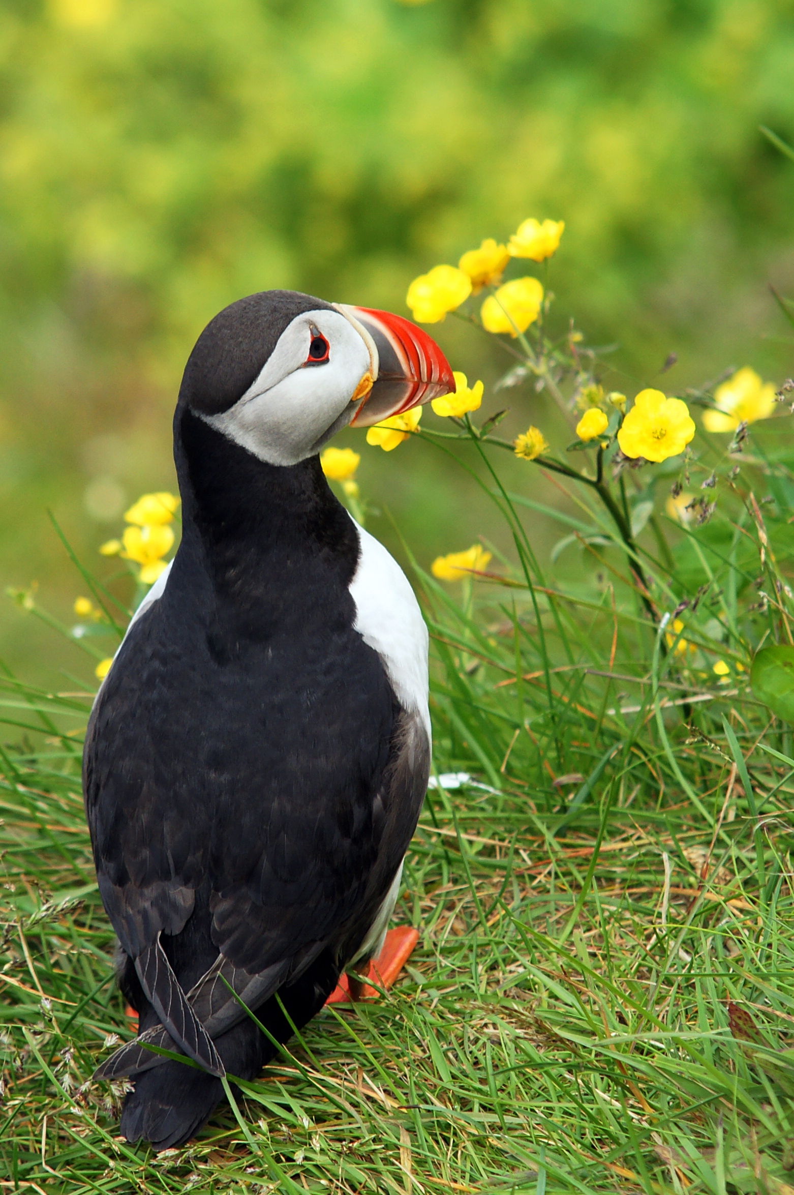 Atlantic puffin - Wikipedia