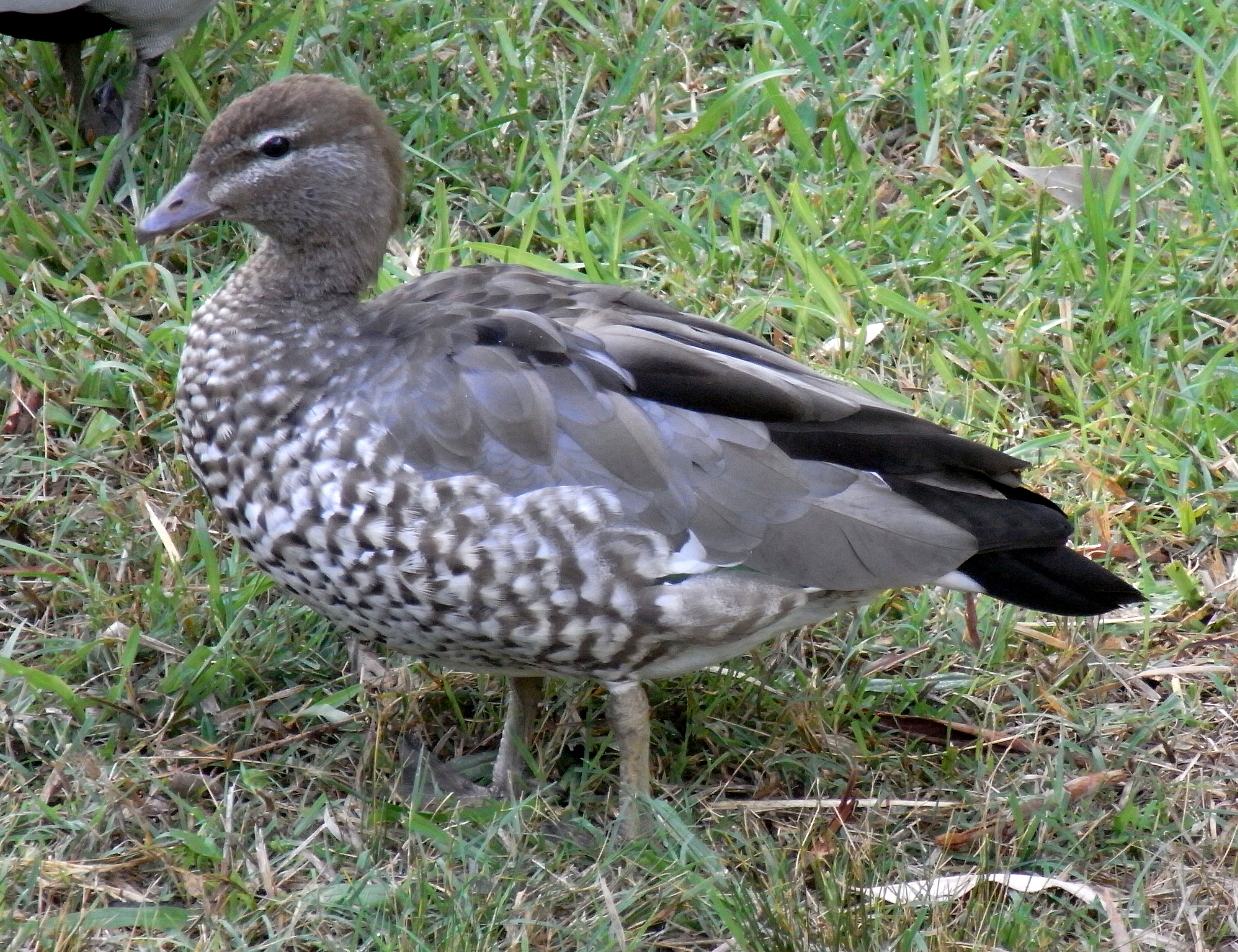 File:Australian Wood Duck Female.JPG Wikimedia