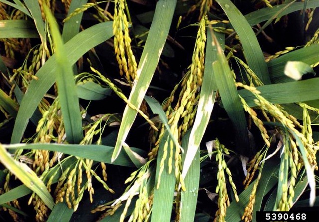 File:Bacterial blight of rice.jpeg