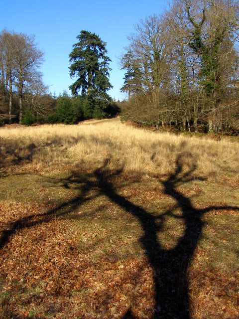 File:Blackensford Lawn, North Oakley Inclosure, New Forest -    - Wikimedia Commons