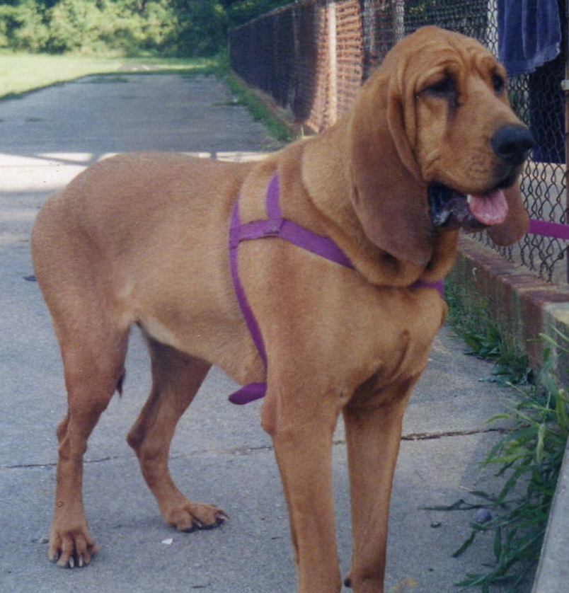 Bloodhound - Dog Scanner