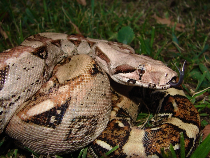 File:Boa constrictor imperator.jpg