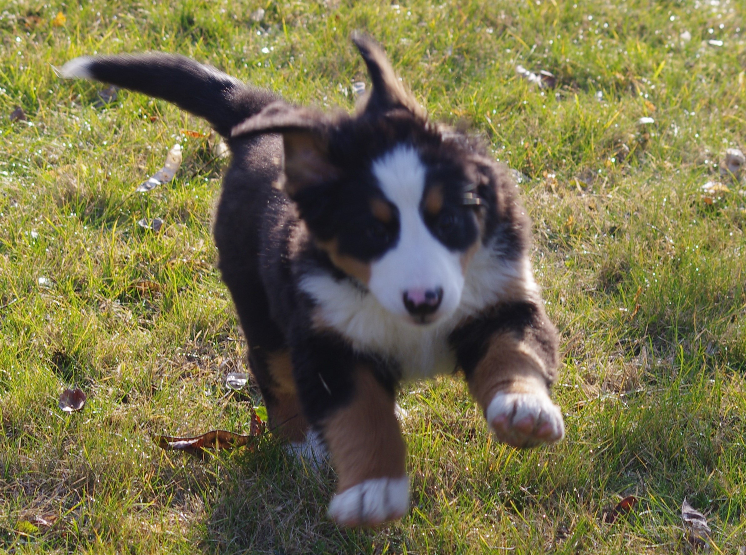 Chien Bouvier bernois