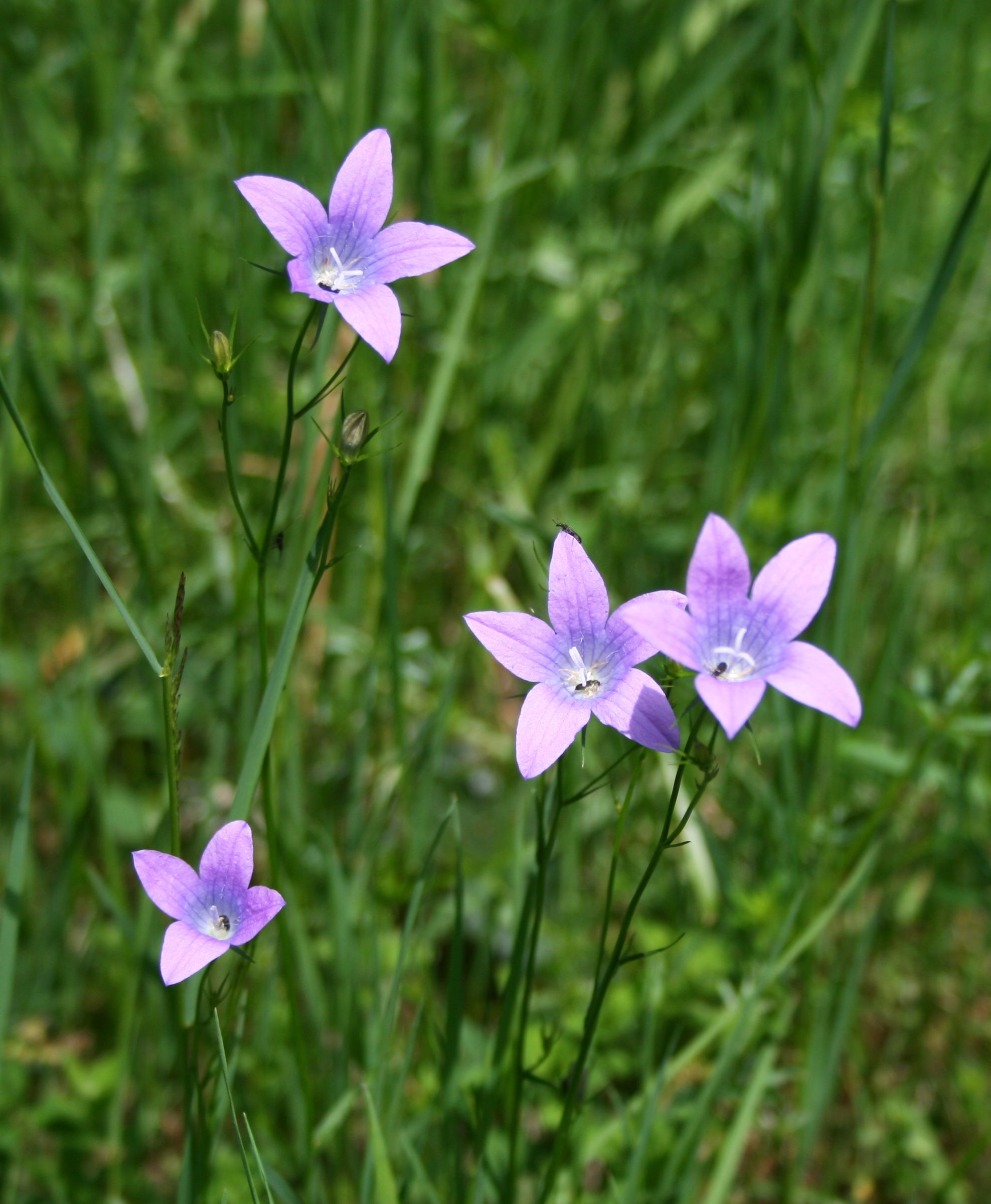 Campanula patula