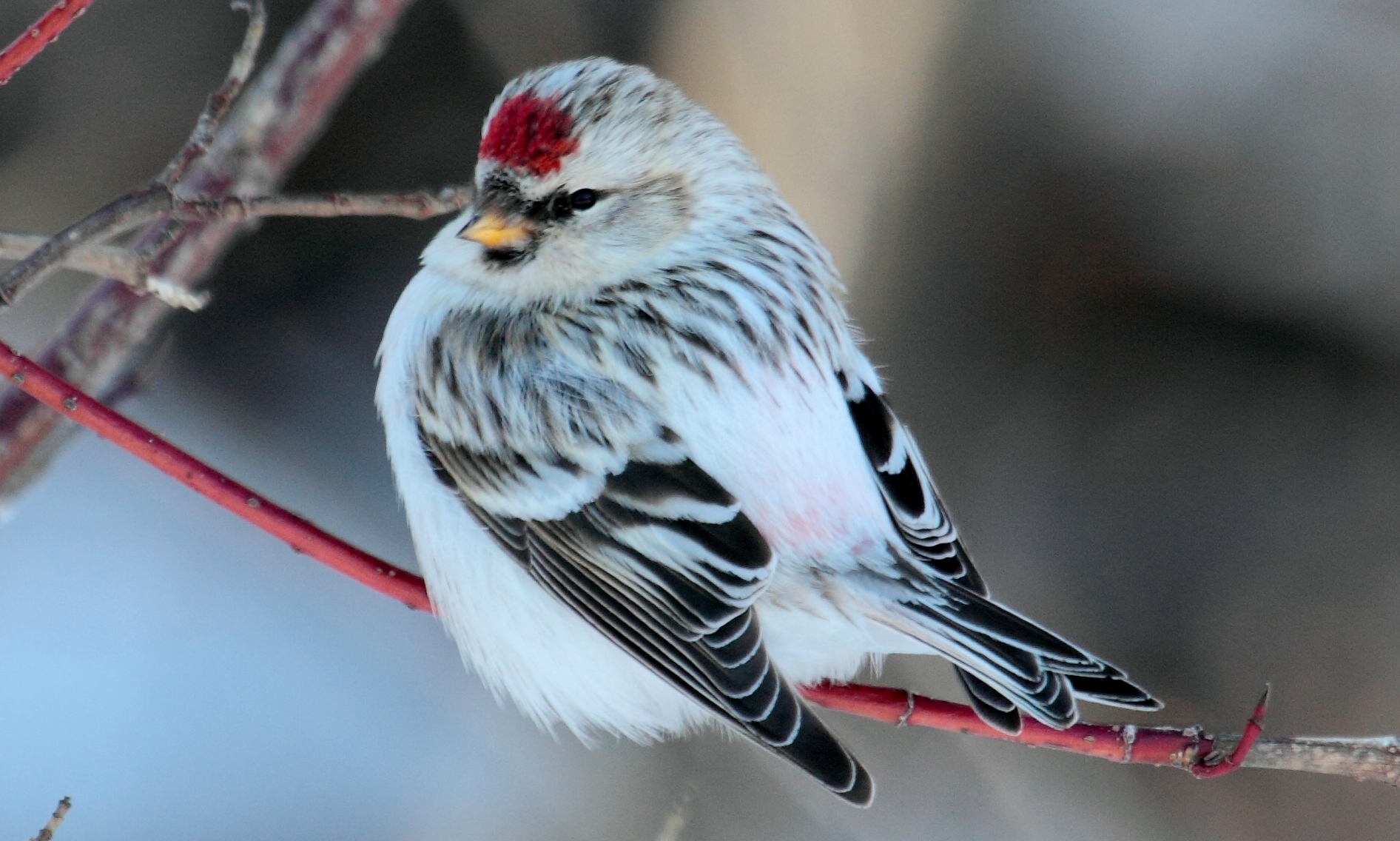 Carduelis hornemanni