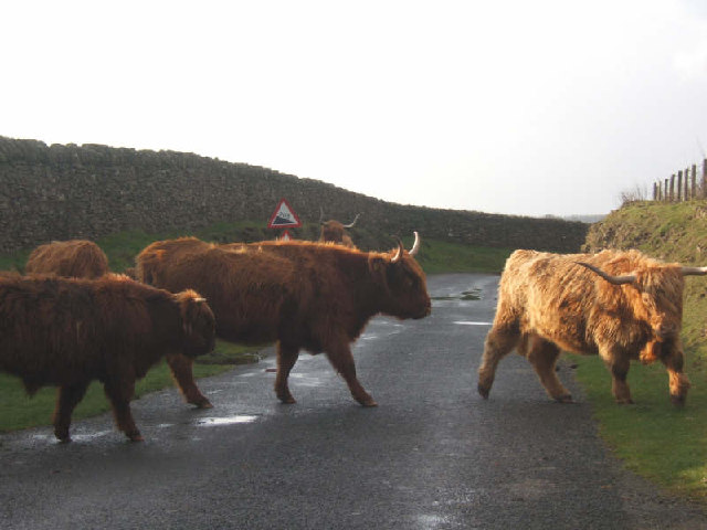 File:Cattle on road. - geograph.org.uk - 97139.jpg