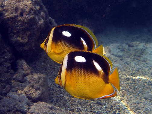 fourspot butterflyfish