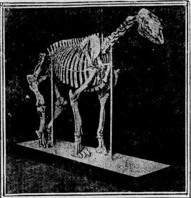 File:Chalicotherium skeleton 1911-05-05.jpg