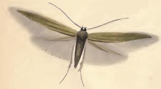 <i>Coleophora paripennella</i> Species of moth