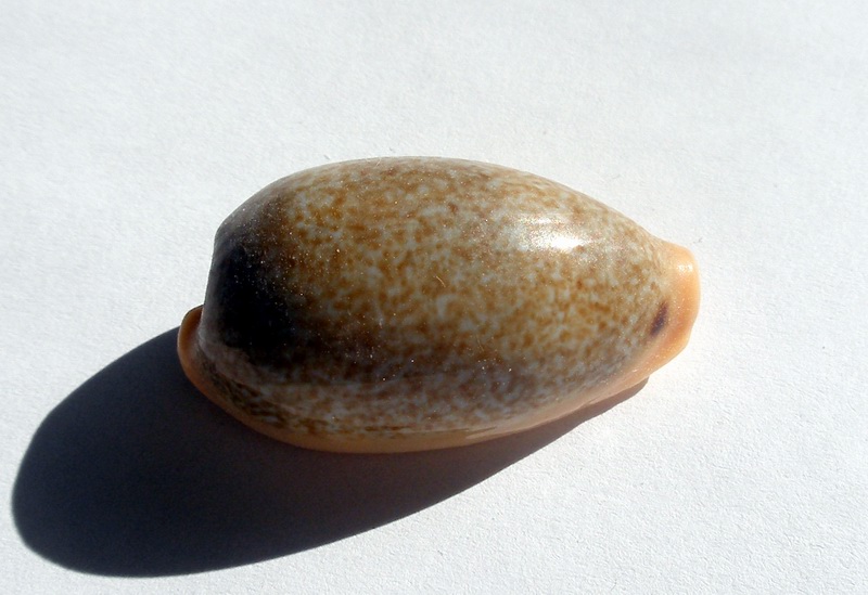 File:Cypraea 1 (2776409560).jpg