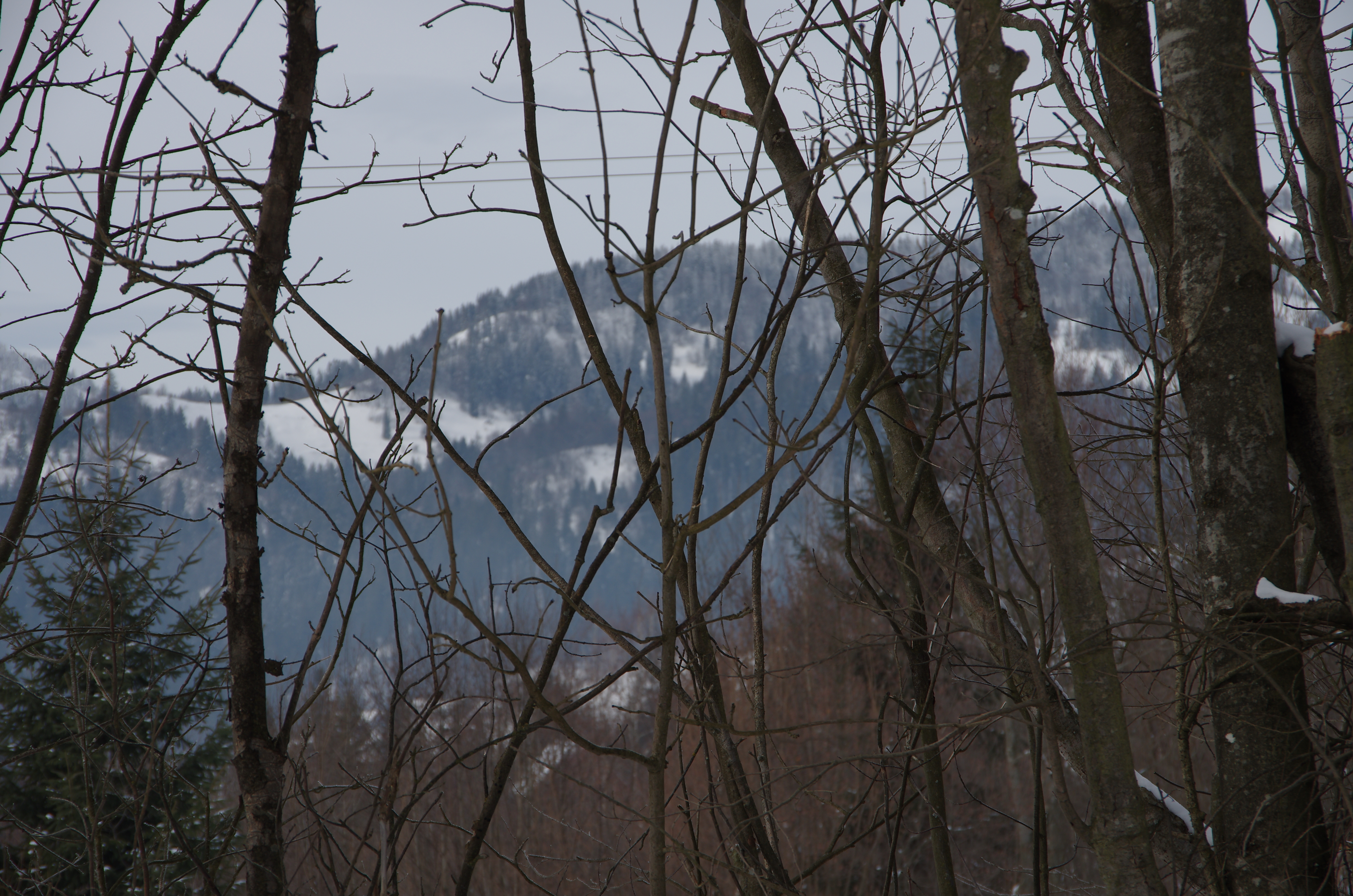 dark winter tree