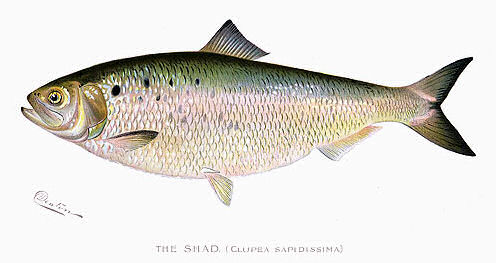 ALL ABOUT SHAD! Friends Of The Rappahannock, 44% OFF