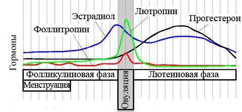 File:Estradiol.Cycle.Ru.JPG