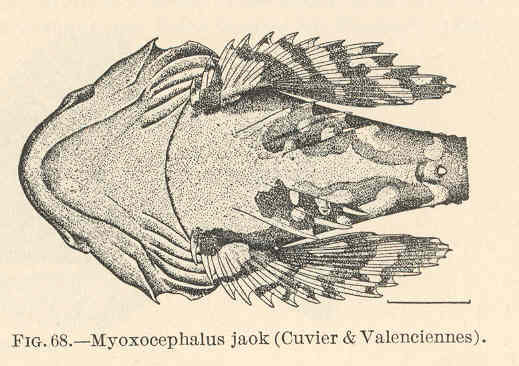 File:FMIB 39346 Myoxocephalus jack (Cuvier & Valenciennes).jpeg