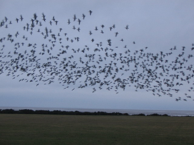 File:Flocking Barnacle Geese - geograph.org.uk - 126322.jpg