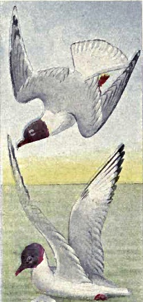 File:Franklins-gull.jpg