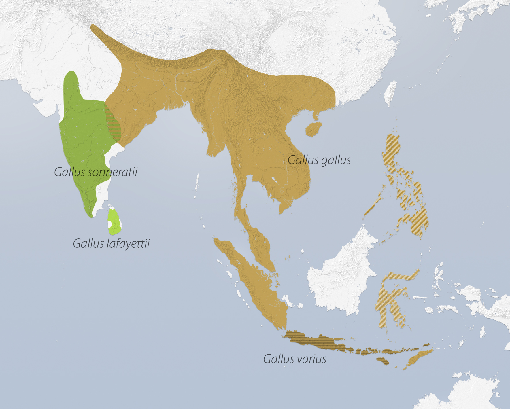 Distribution of the four junglefowl species