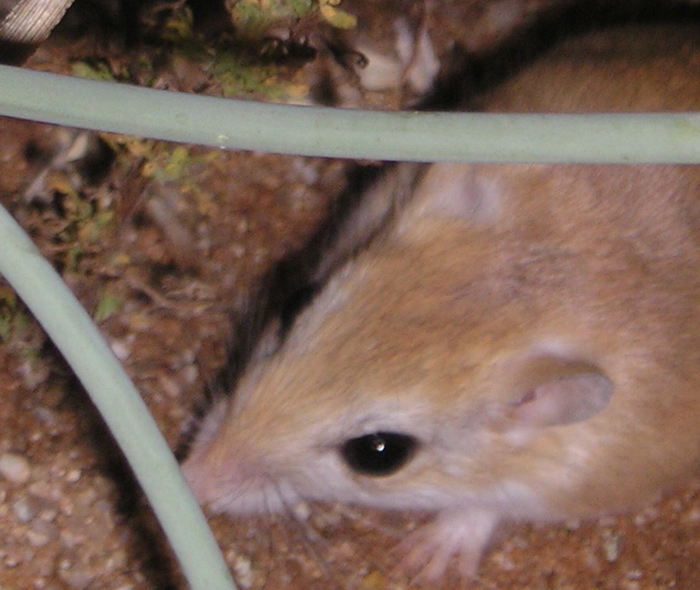 The average litter size of a Hairy-footed gerbil is 3