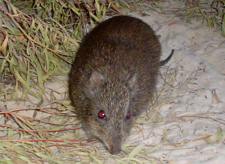 The average adult weight of a Gilbert's potoroo is 1.57 kg (3.46 lbs)