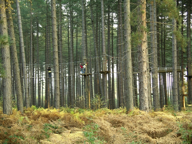 File Go Ape Geograph Org Uk Jpg Wikimedia Commons