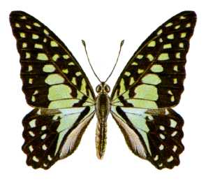 <i>Graphium macfarlanei</i> Species of butterfly