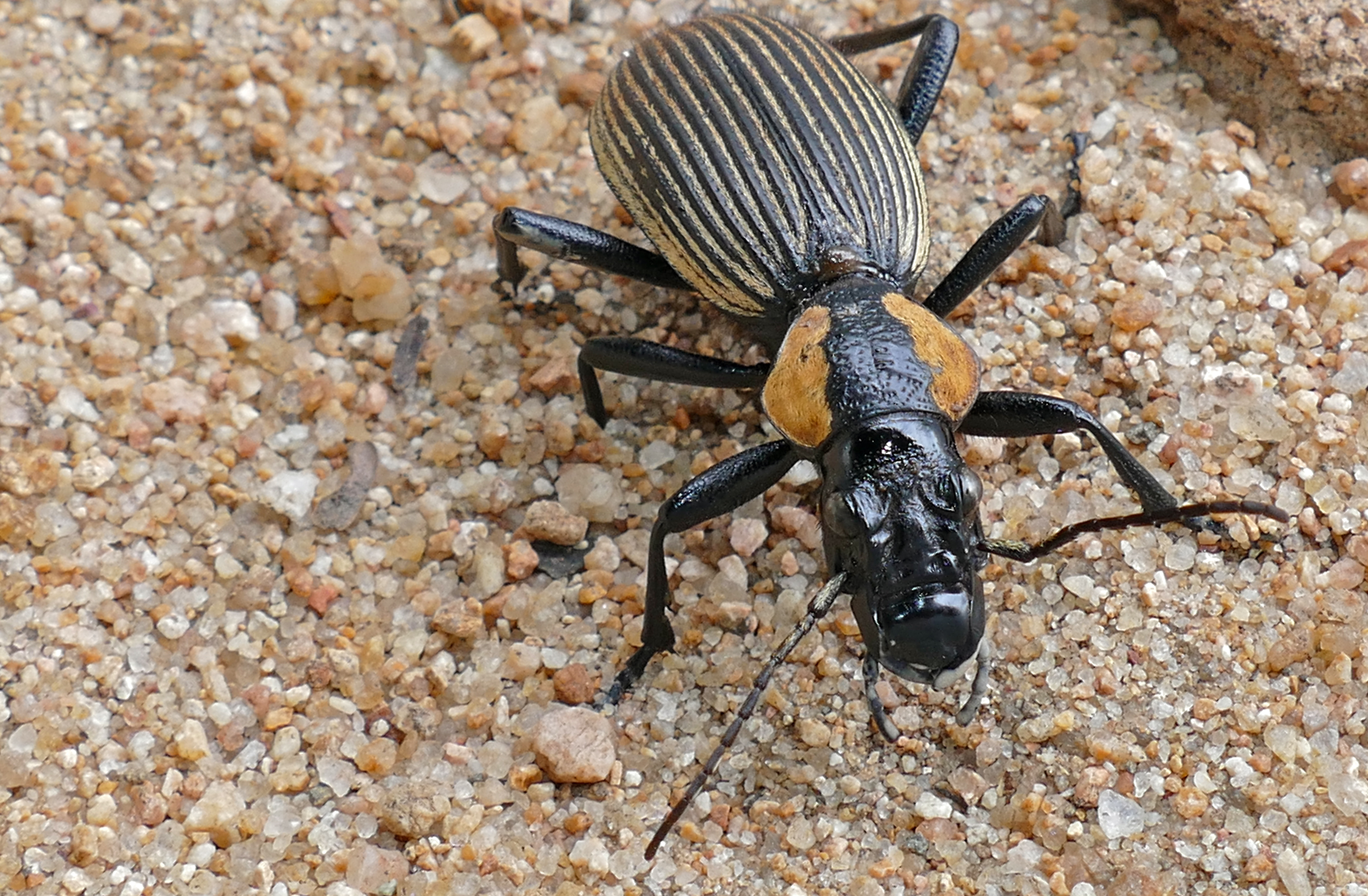 Ground Beetle (Anthia burchelli) female (16853801052).jpg