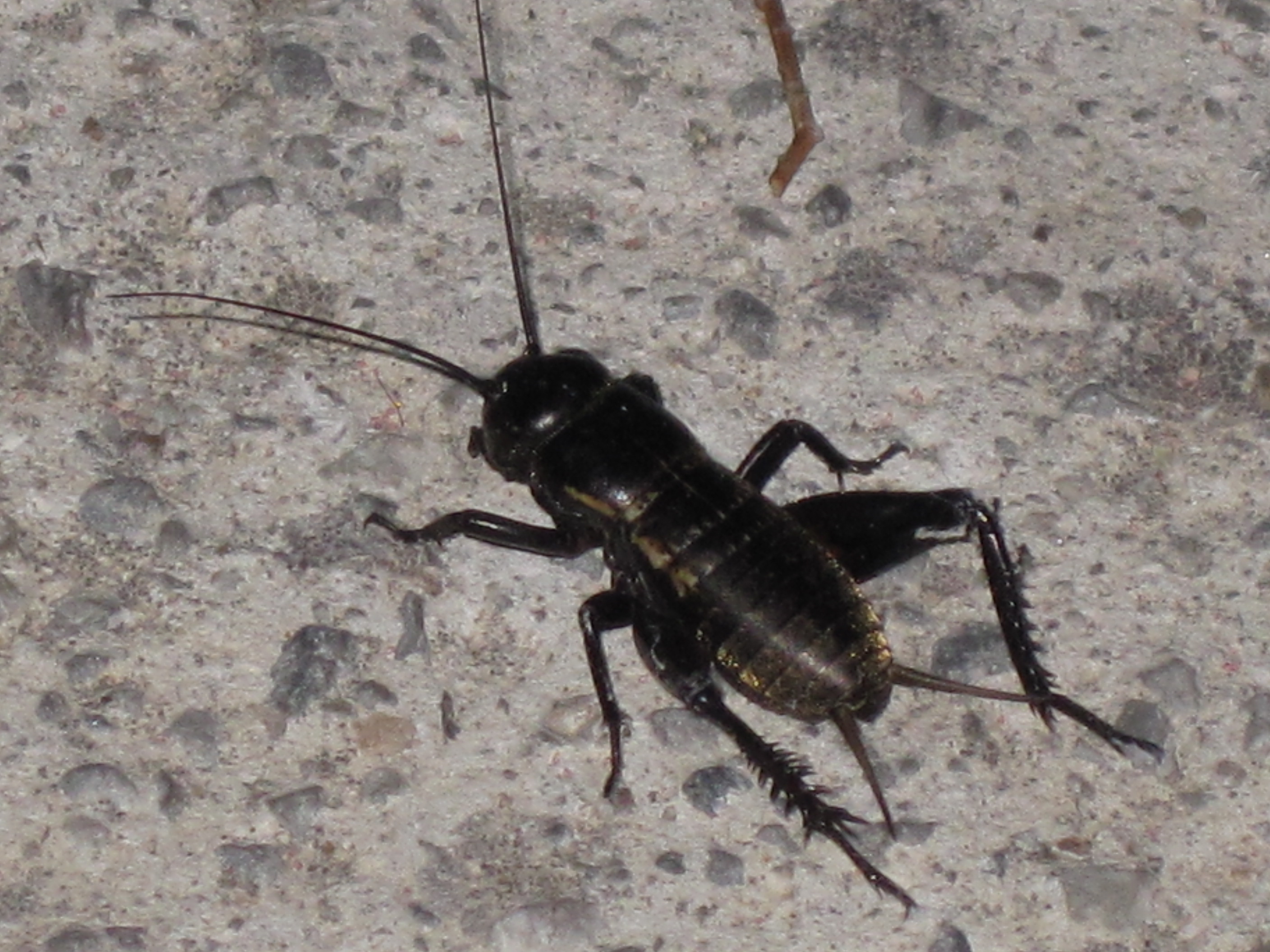 File:Gryllus bimaculatus (Mediterranean field cricket ...