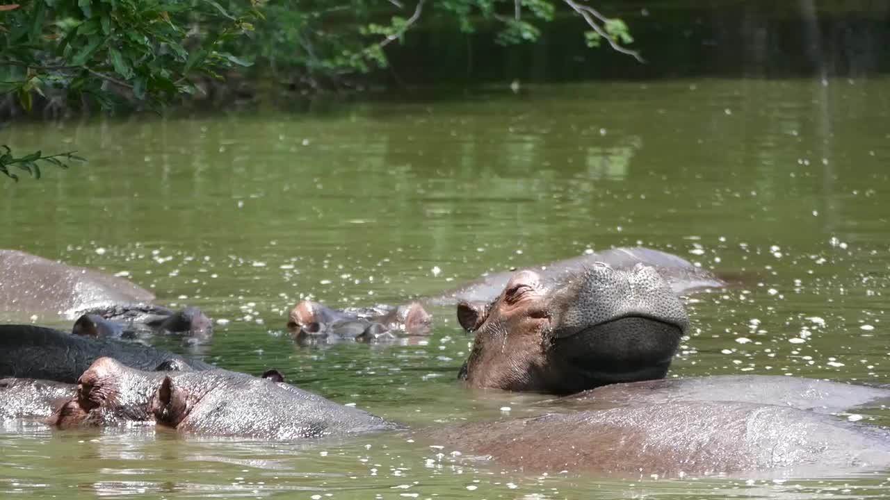 Hippos (Hippopotamus amphibius) (16467538726).jpg