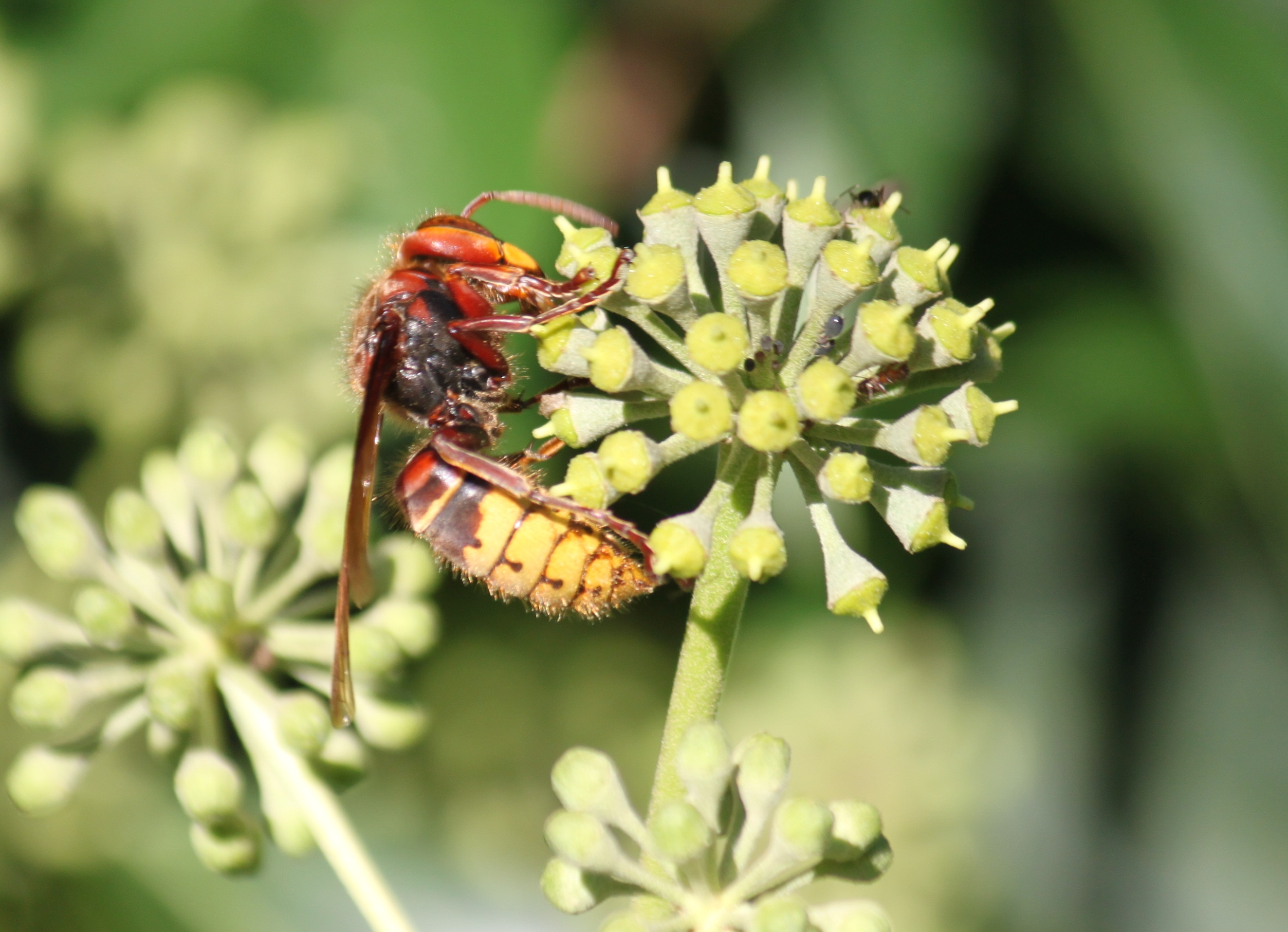 Курск hornet