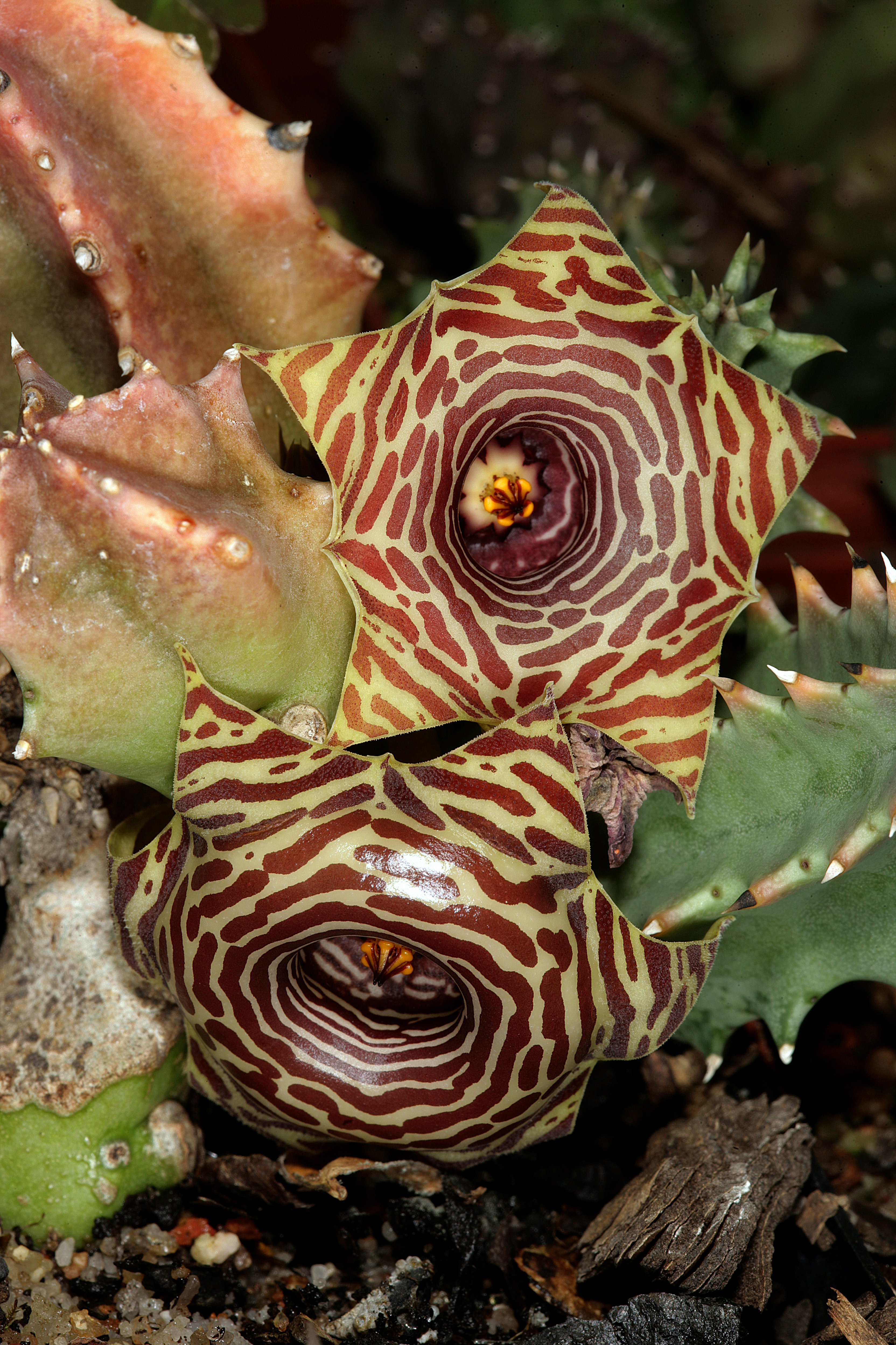 Huernia transvaalensis