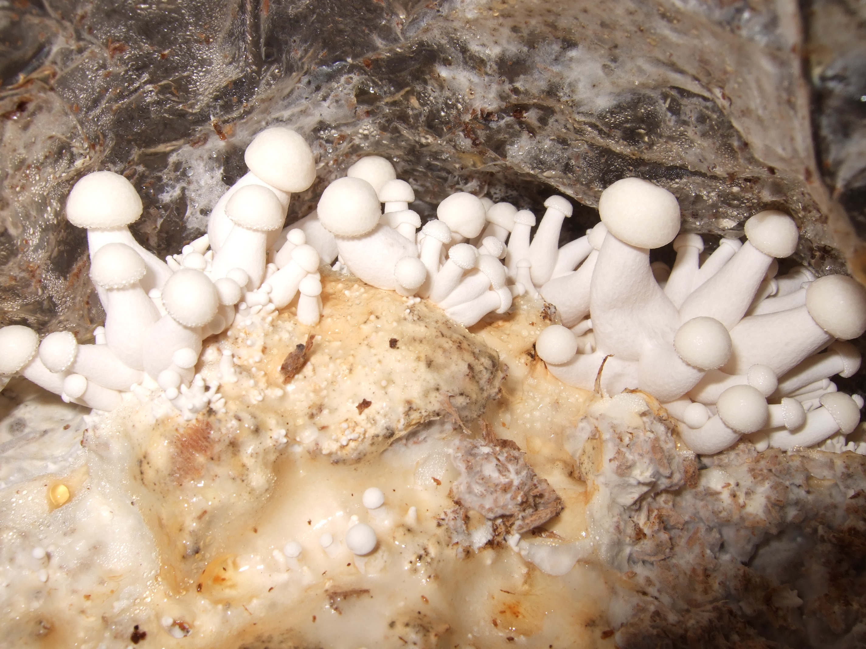 Как выглядит грибница под землей фото