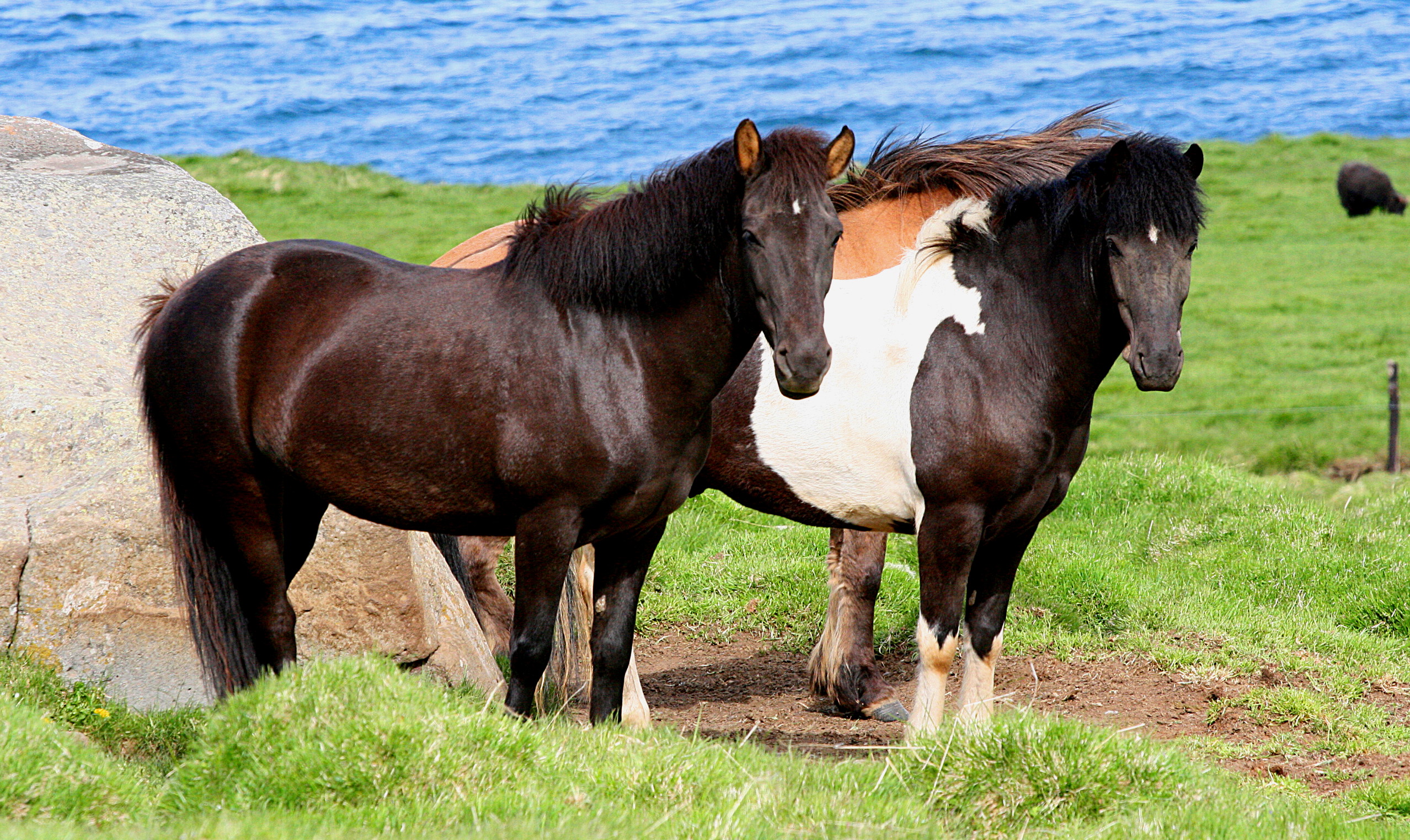 Fileicelandic Horses Wikipedia