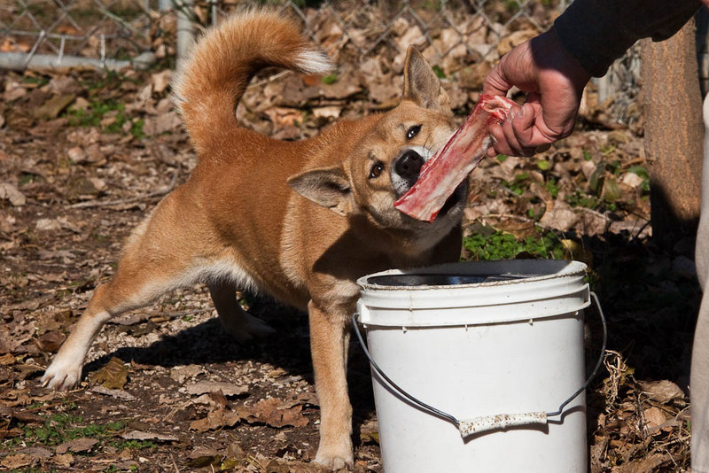 File:Jonah the New Guinea Singing Dog, and a dog treat.jpg