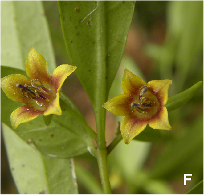 Journal.pone.0209792.g004F_Capsicum_longifolium_Flowers.jpg