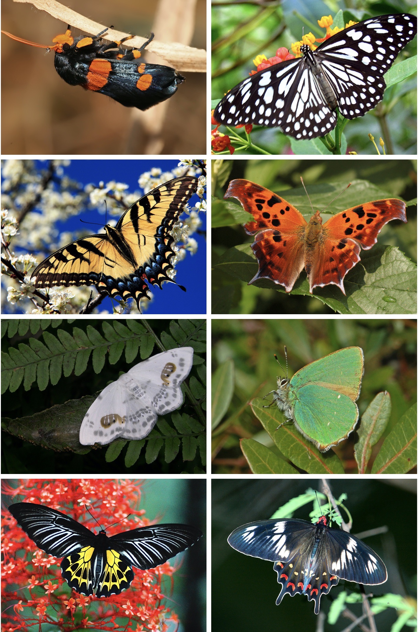 Mariposas voladoras -  España