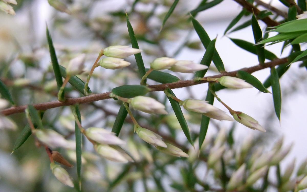 Leucopogon setiger