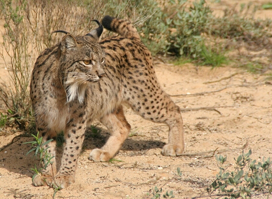 صور نادرة للطبيعة الجزائرية - صفحة 2 Linces19