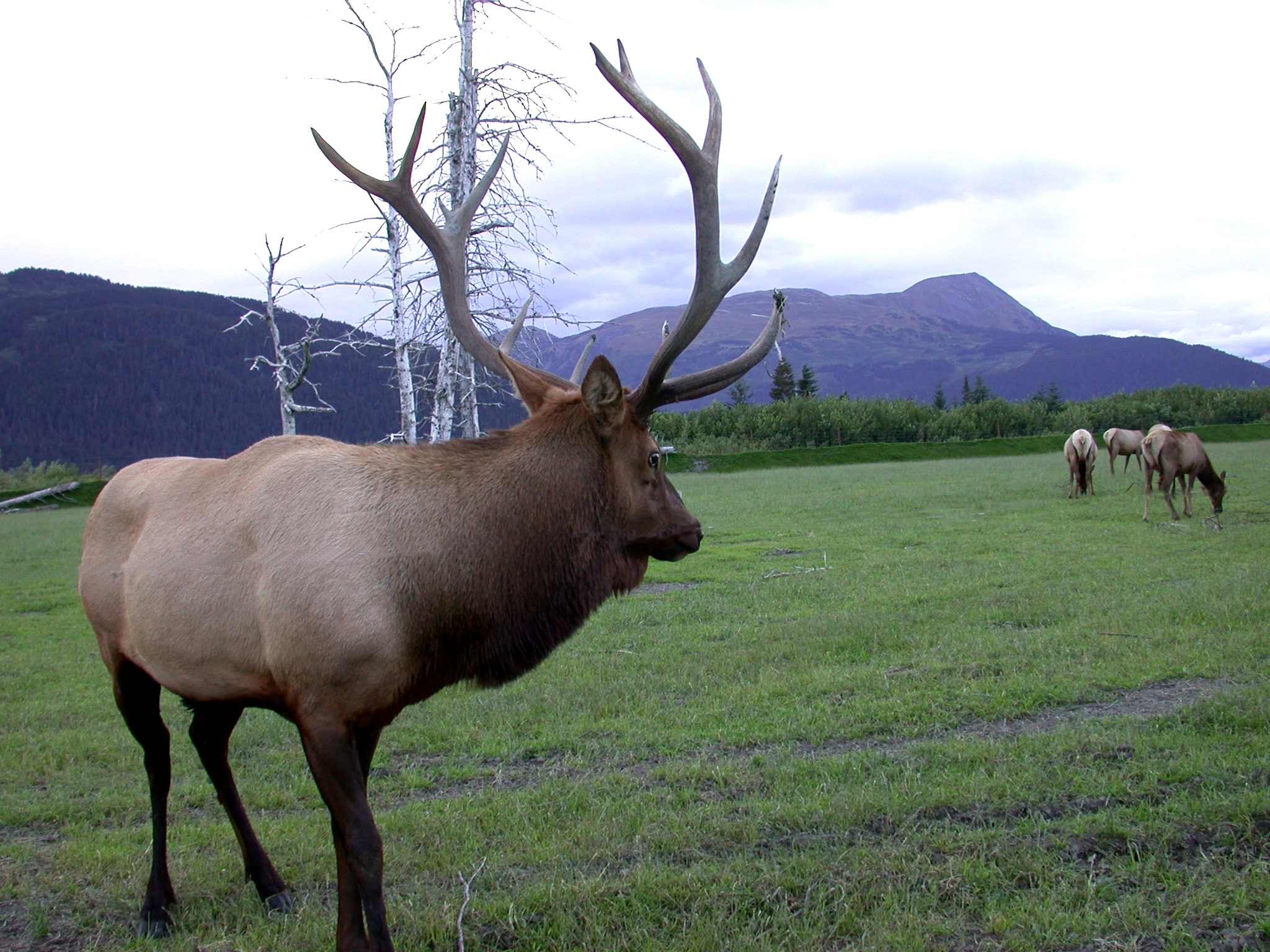 Олень канадских тундр 6. Cervus canadensis manitobensis. Bull Elk. South Alaska.