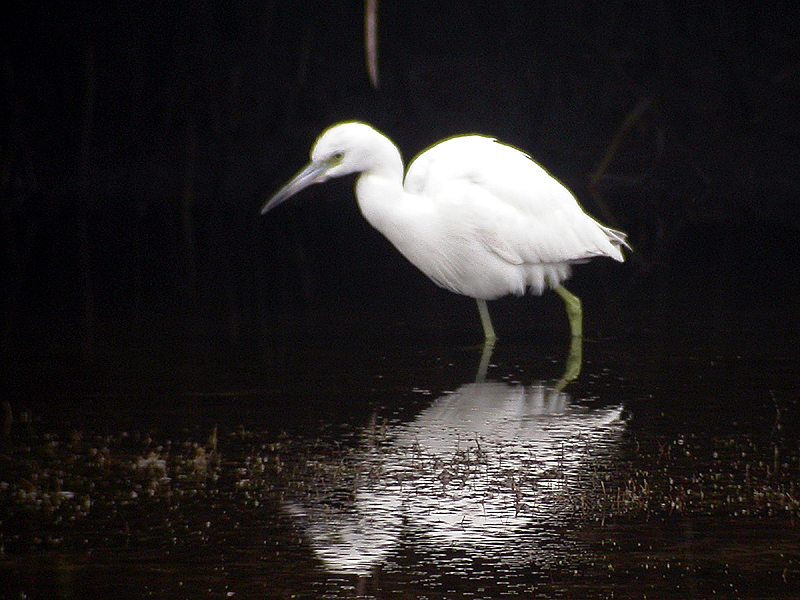 File:Little Blue Heron - winter plumage.jpg