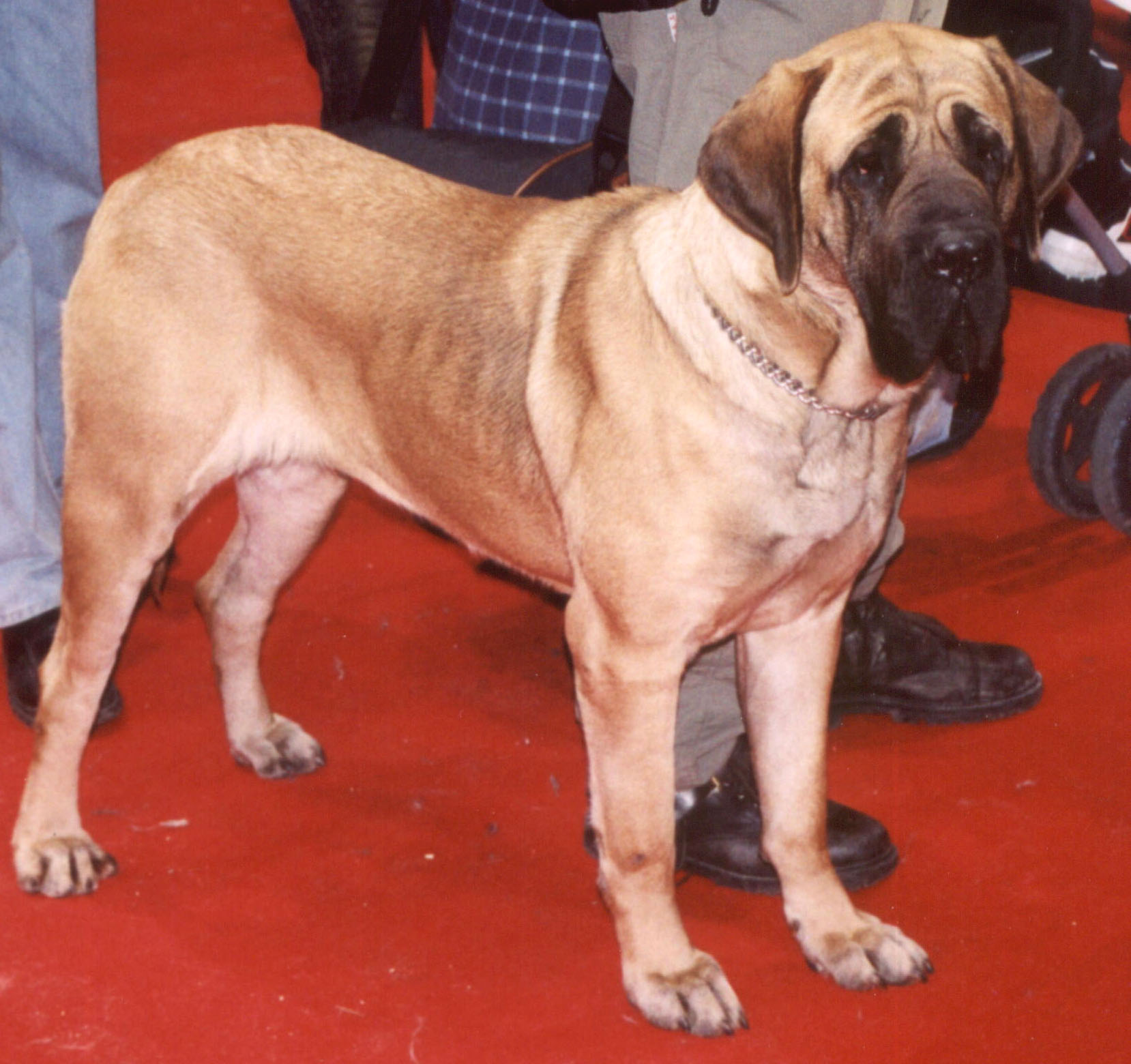 Original Fila Brasileiro - Wikidata