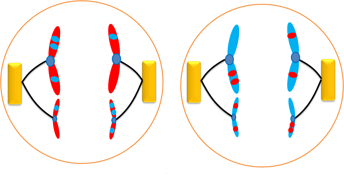 anaphase