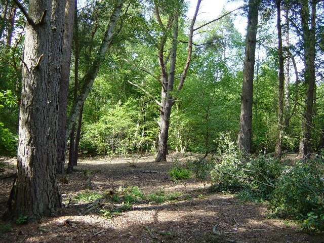 File:Monkmead Wood - geograph.org.uk - 20088.jpg