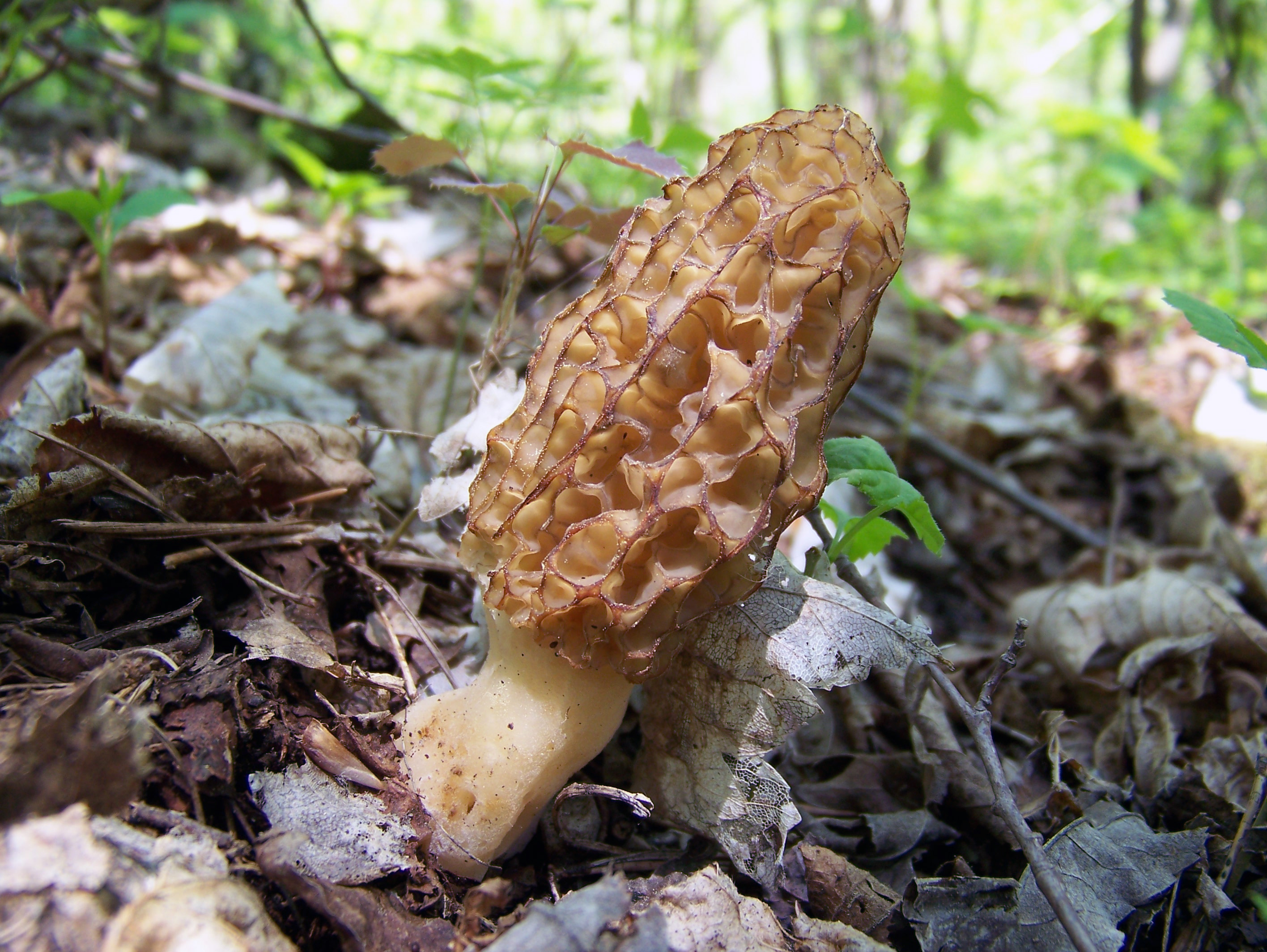 Сморчков волнистый гриб. Morchella esculenta строение. Род сморчок- Morchella систематика. Гора Monte Morchella. Фото Morchella grisea-gigantea.