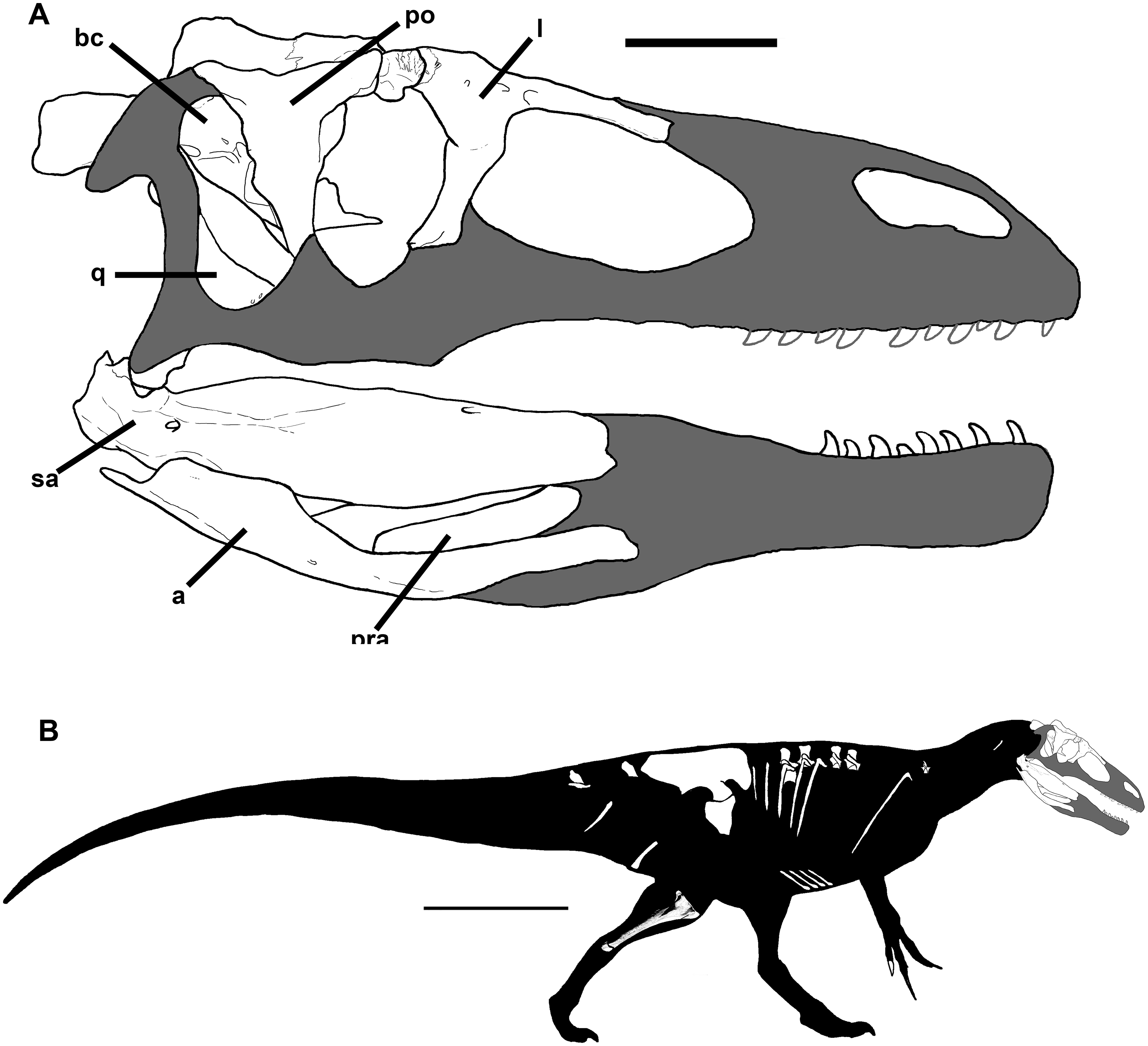 メガラプトル類 Wikipedia