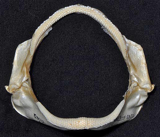 File:Mustelus canis jaws.jpg